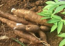 How to Start a Profitable Cassava Farming Business