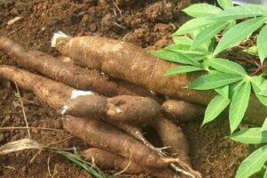 How to Start a Profitable Cassava Farming Business