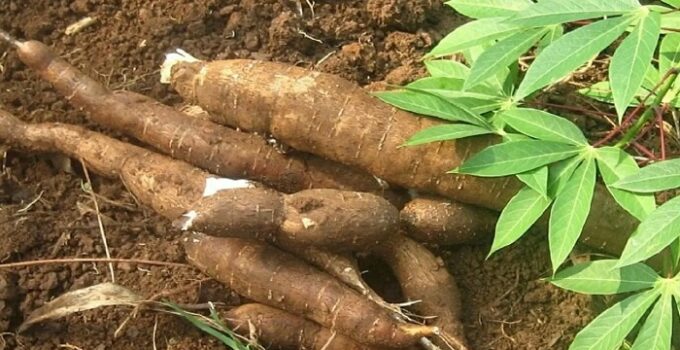 Cassava Farming