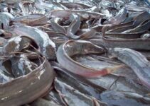 Fish Farming – Basic Things You Must Know