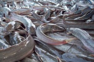 Fish Farming – Basic Things You Must Know