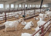 How to Start a Goat Farming Business for Beginners