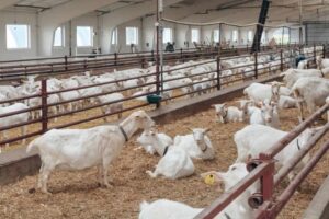 How to Start a Goat Farming Business for Beginners