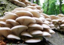 How to Start a Profitable Mushroom Farming