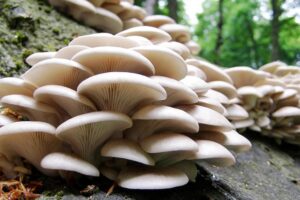 How to Start a Profitable Mushroom Farming