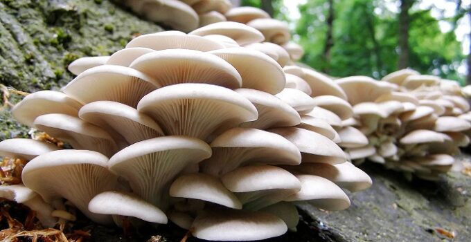 Mushroom Farming