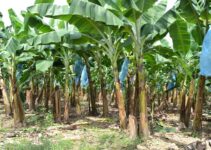 Plantain Farming – Planning, Techniques, Maintenance And Challenges