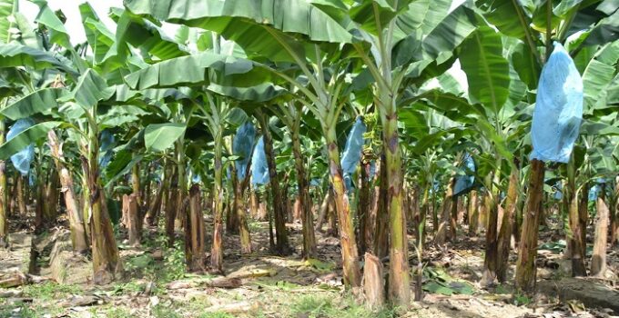 Plantain Farming