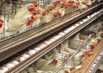 How to Start a Profitable Poultry Business in Nigeria