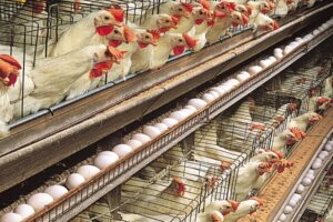 How to Start a Profitable Poultry Business in Nigeria