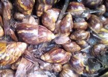 Snail Farming in Nigeria – Guide For Beginner