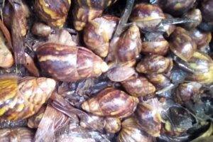 Snail Farming in Nigeria – Guide For Beginner