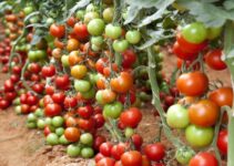 How to Start Tomato Farming Business