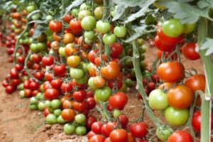 How to Start Tomato Farming Business