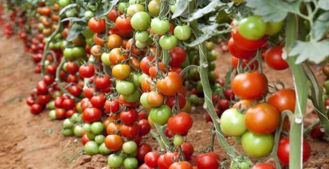 Tomato Farming